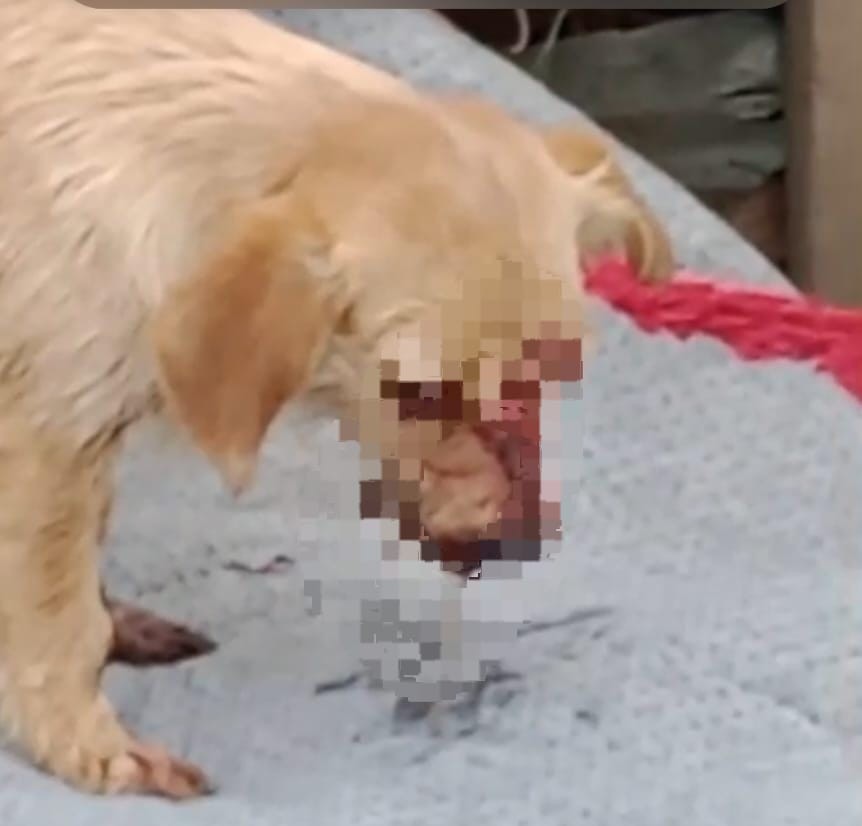 Cão é brutalmente agredido em Ponta Porã. Agressor ainda não foi identificado