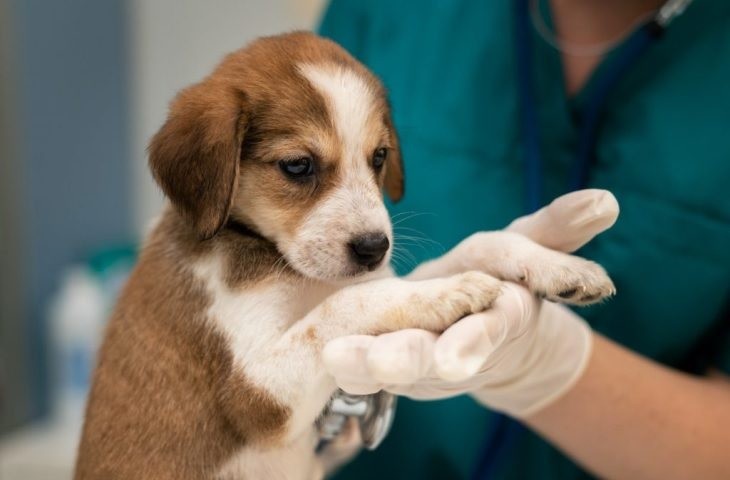Caravana da Castração chega a Ponta Porã com atendimento gratuito para cães e gatos