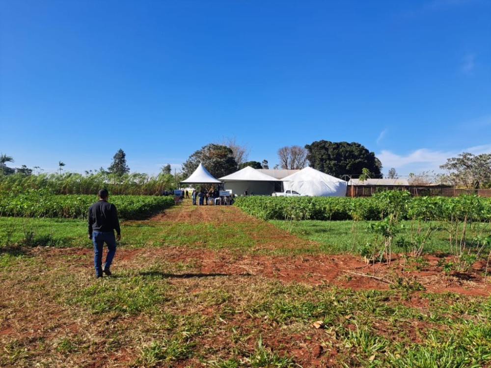 Agricultura familiar vive momento de relevância com sistema agroflorestal