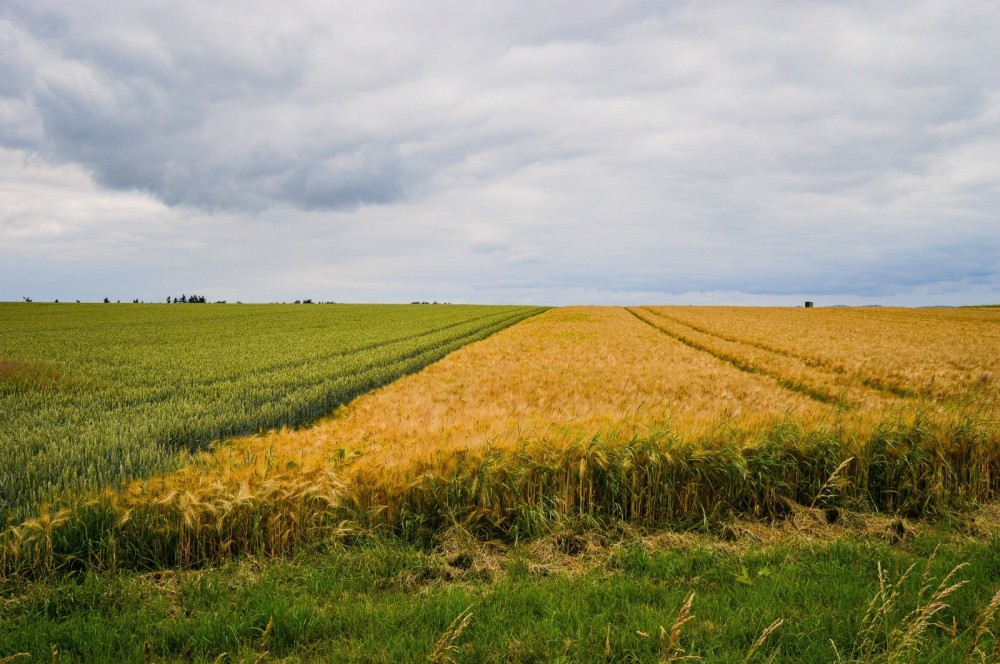 Diversidade de culturas e estrutura do solo serão foco da mesa sobre regeneração na Ponta Agrotec