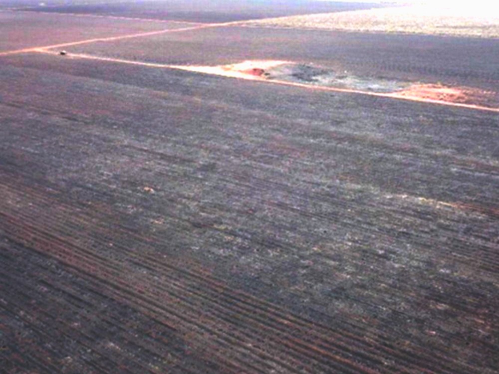 Incêndio em canavial causa destruição ambiental em Angélica. MP instaura investigação