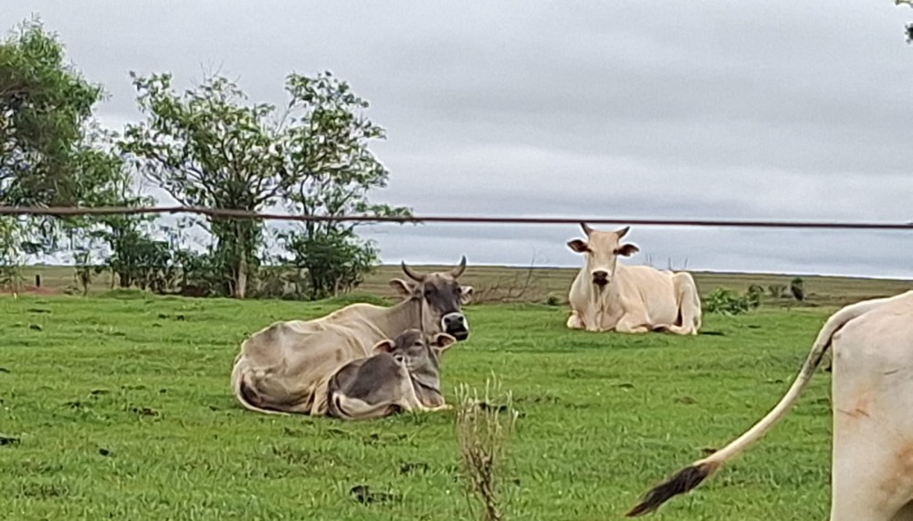Proprietários rurais são multados por maus-tratos a animais