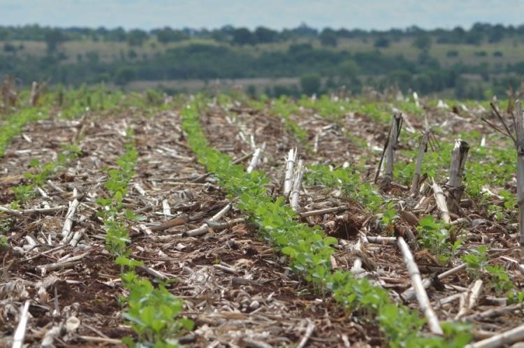 Agricultura sustentável impulsiona o Brasil na meta de neutralidade climática até 2050