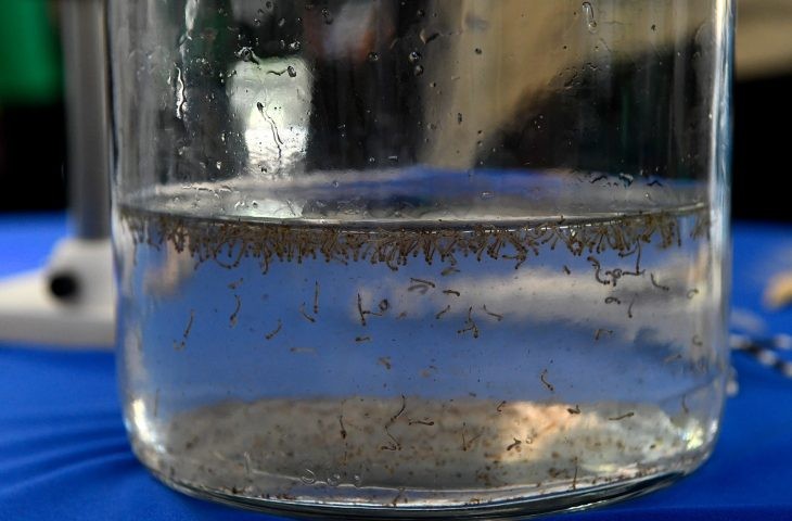 Em parceria com a Secretaria de Saúde, Bioparque realiza “Dia D” de combate à dengue