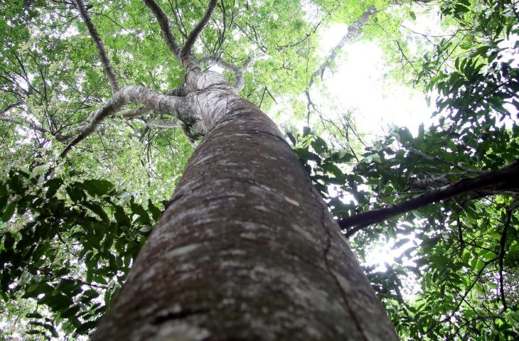 Mato Grosso do Sul vai estruturar mercado de carbono a partir de 2026