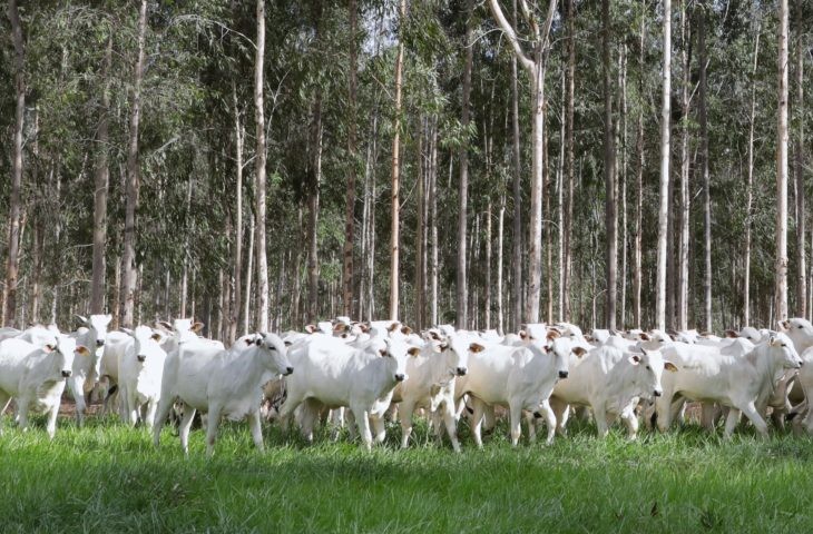 Prazo para declaração e atualização de rebanhos em MS termina nesta segunda-feira