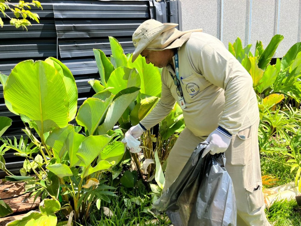 Estudo associa presença da Wolbachia à queda da dengue em Campo Grande