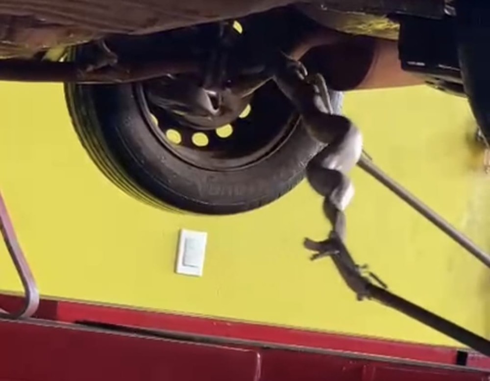 Jibóia é resgatada em um veículo em Dourados