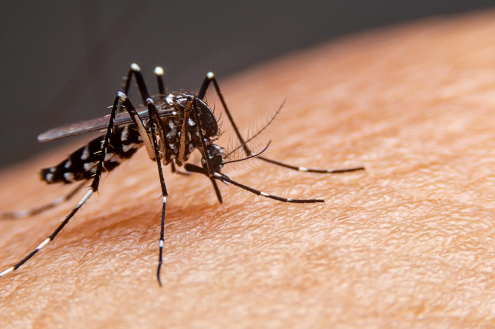 Dengue encerra 2025 com 14 mil casos prováveis, além de 8,4 mil confirmações e 20 óbitos