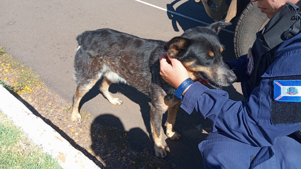 Guarda Civil recolhe cachorro solto no Horto Florestal após denúncias