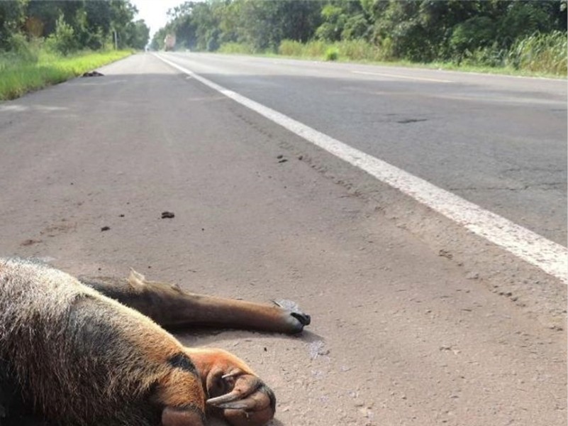 Atropelamentos de animais em rodovias de Três Lagoas são alvos de inquérito do MP