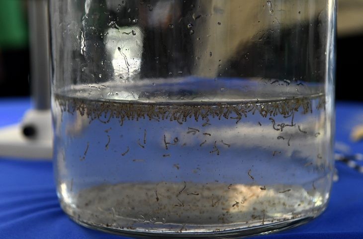 Mato Grosso do Sul tem 400 casos suspeitos de dengue e 14 confirmados