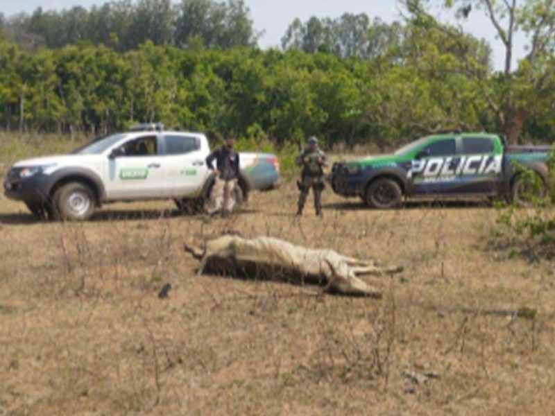 Fazenda autuada em R$ 500 mil é investigada por maus-tratos a bovinos e irregularidades ambientais