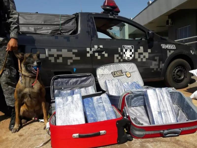 Canil da PM de Dourados se despede do cão farejador K9 Roberto