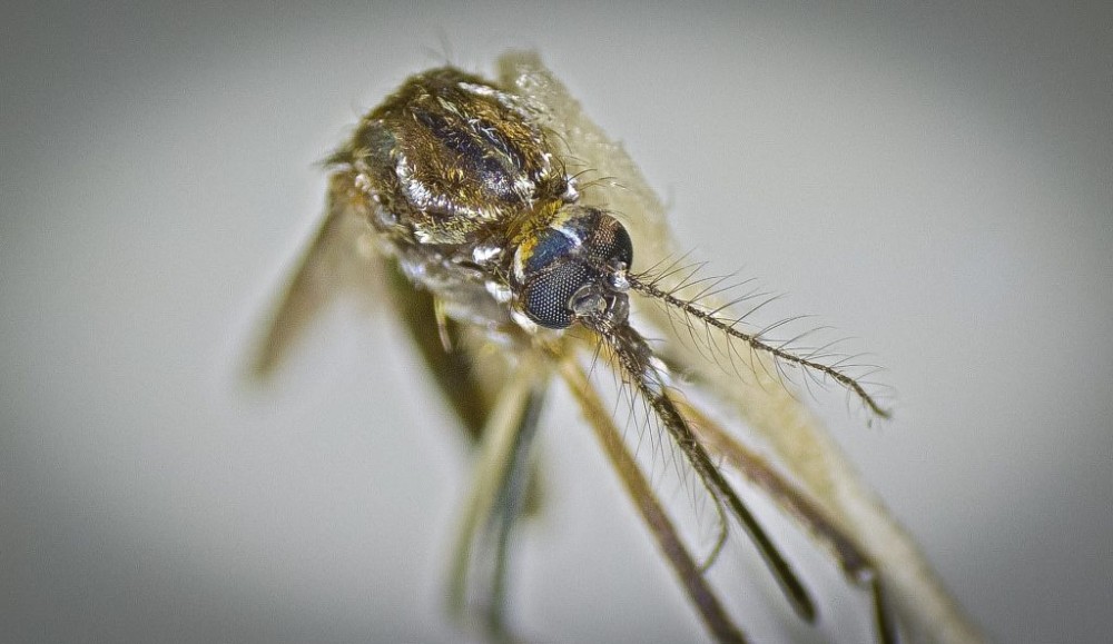 Boletim aponta mais de 3,6 mil casos prováveis de Chikungunya em MS