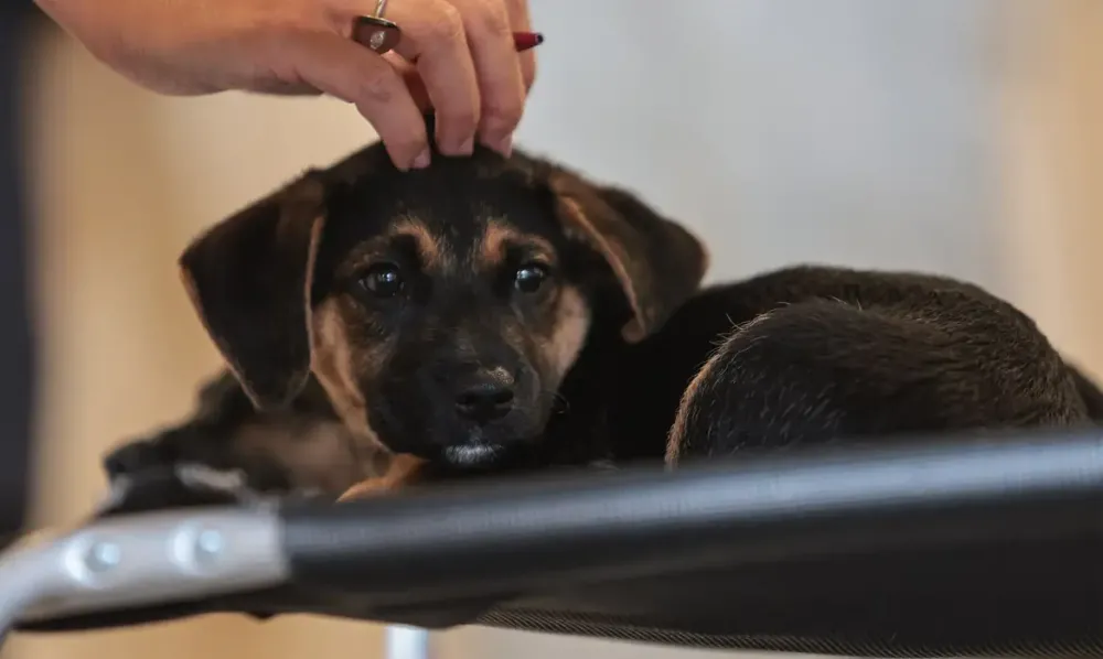 Entenda a lei que define guarda compartilhada de pets no Brasil