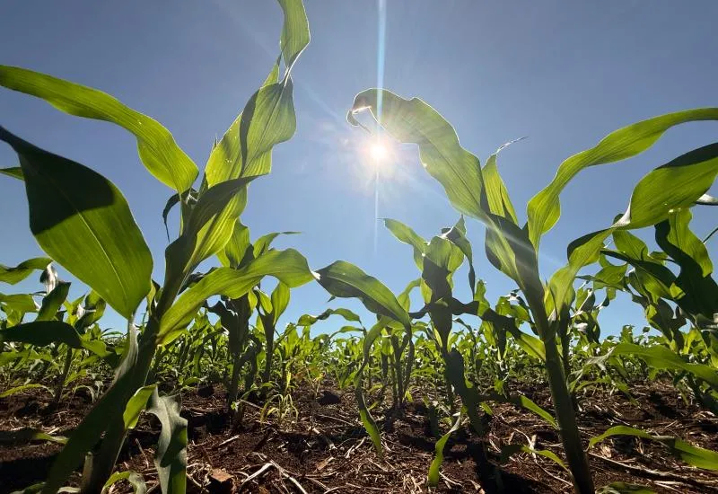 Crédito rural desacelera e recua 39,5% em Mato Grosso do Sul no mês de abril 