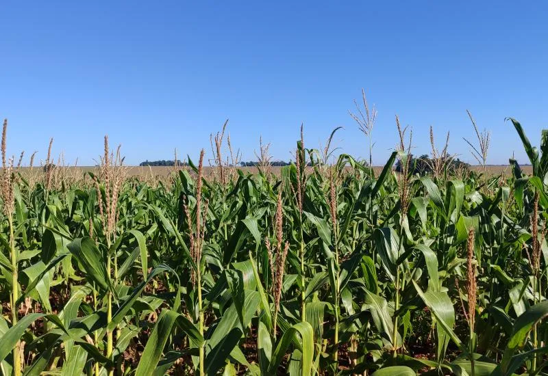 Milho segunda safra mantém cenário favorável em Mato Grosso do Sul