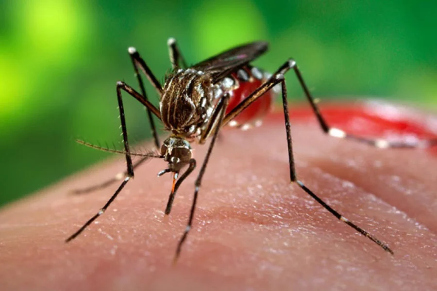 MS ultrapassa 12 mil casos prováveis de chikungunya; Ponta Porã registra 42 notificações