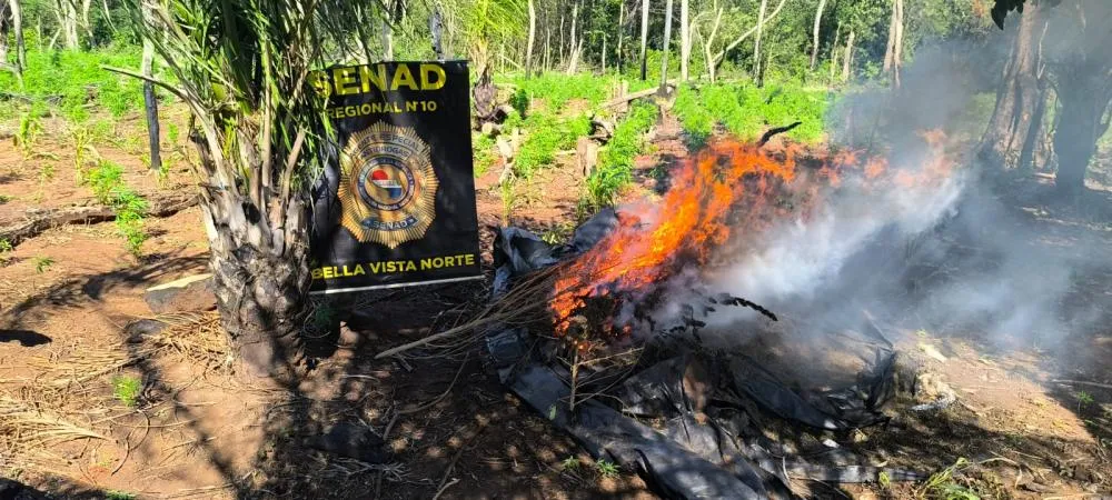  SENAD erradica 18 toneladas de maconha e desmantela dois acampamentos em Bella Vista Norte