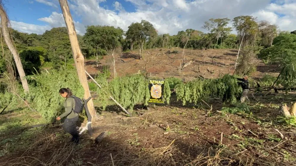 Operação da SENAD em Cerro Corá destruiu plantações, acampamentos e mais de 10 toneladas de maconha utilizadas por organizações criminosas na região de Amambay. (Foto: SENAD)