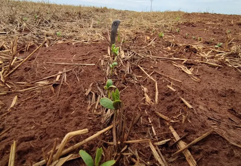 Plantio da soja avança nas regiões Centro e Sul, mas segue lento na região Norte 
