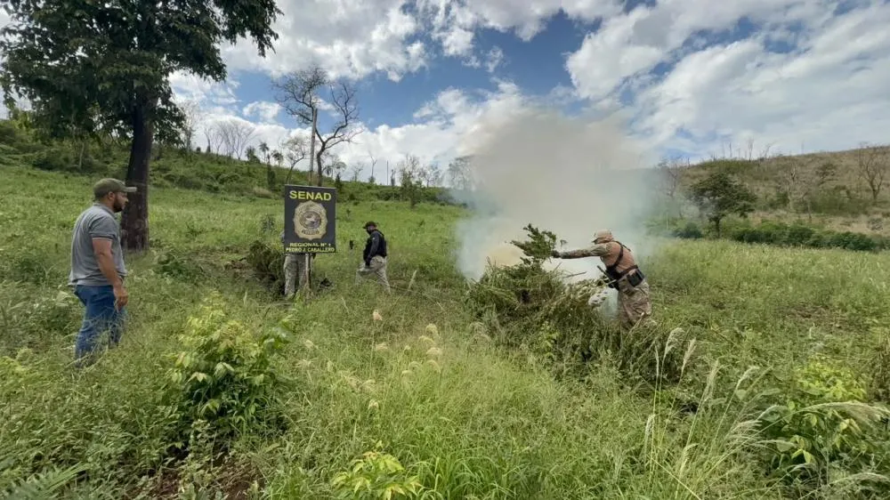 SENAD localiza areas de produção de maconha na fronteira
