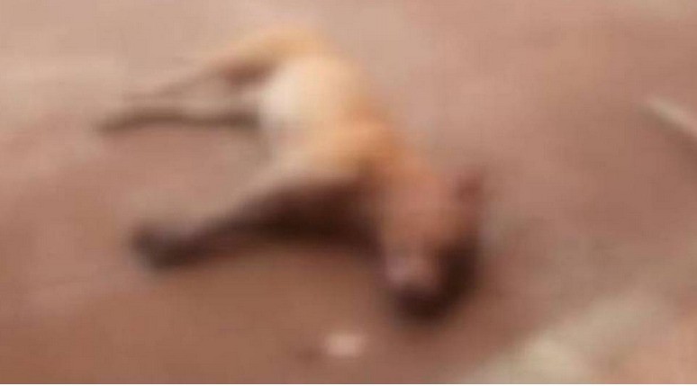 Pitbull mata uma criança, deixa outra ferida e é abatido pela polícia