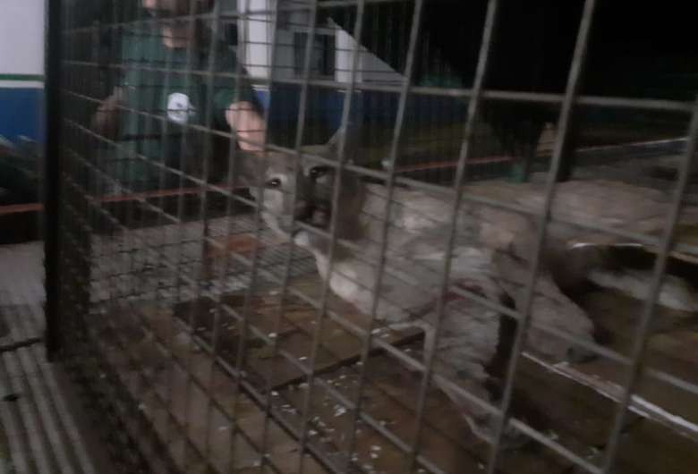 Onça é resgatada após ser atropelada em rodovia