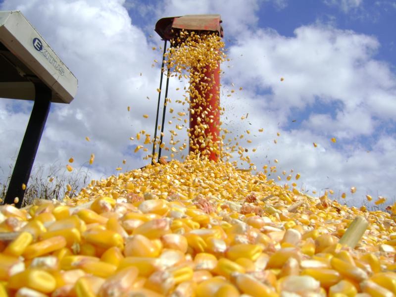 Aprosoja/MS divulga custo de produção o milho 2020/2021