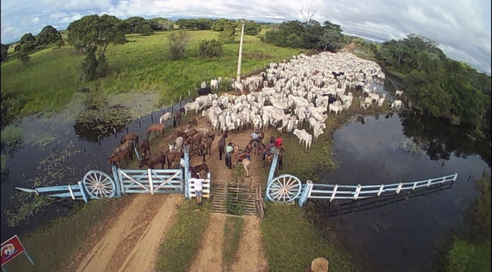 Estudos nos EUA comprovam tese que no Pantanal: boi controla os incêndios