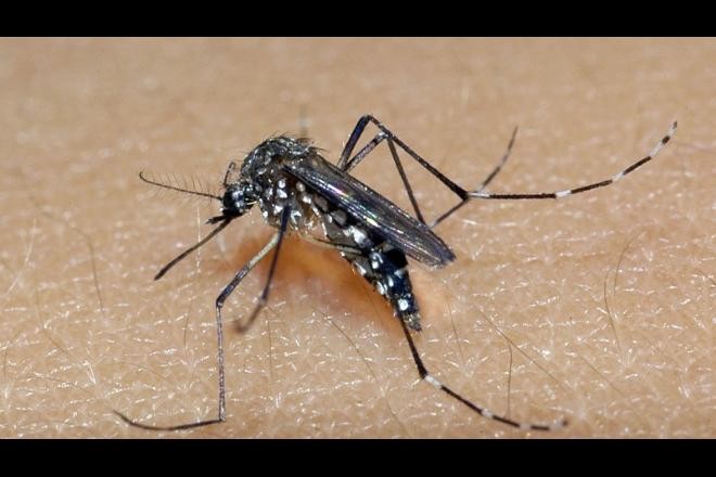 Quem já contraiu Dengue tem mais chances de ser infectado pela Covid-19, aponta pesquisa