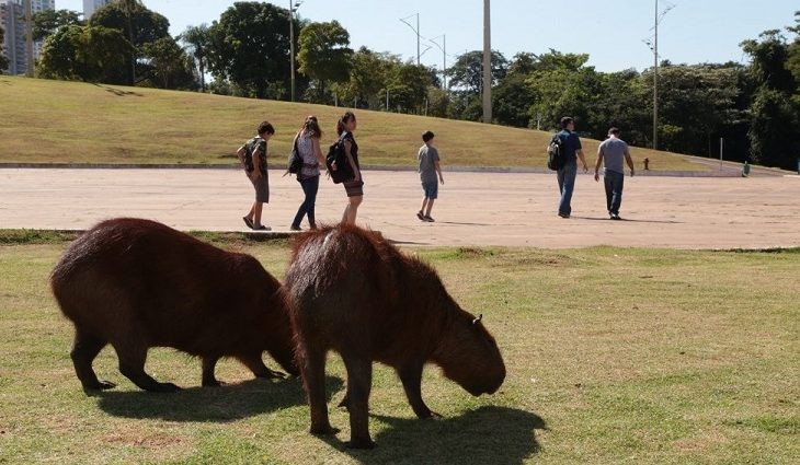 Secretaria de Estado de Saúde emite alerta sobre Febre Maculosa