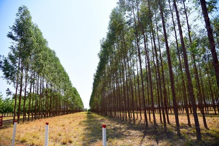 Produtos florestais representam 23% das exportações de MS