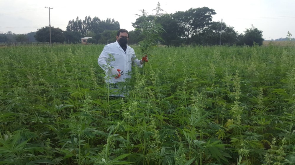 Governo paraguaio acompanha cultivo de cannabis para fins medicinais