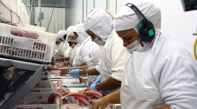 MS se mantém na liderança da exportação de tilápia no 1º semestre de 2021