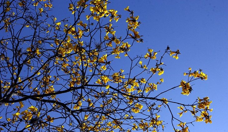 Sábado de sol, calor e baixos níveis de umidade em Mato Grosso do Sul