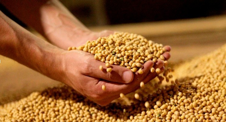 Produção de grãos deve atingir novo recorde na próxima safra