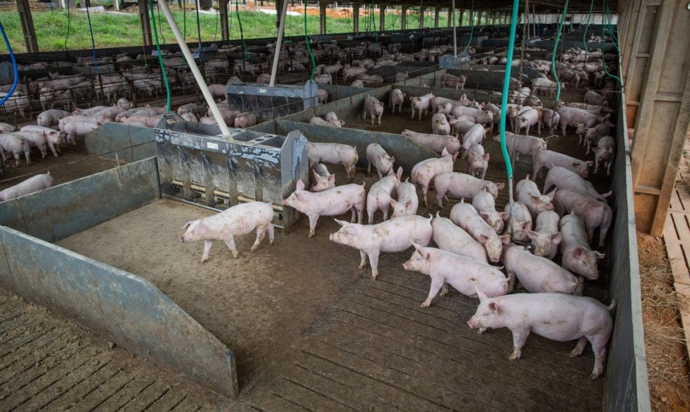 Brasil abate 13,04 milhões de cabeças de suínos no 2º trimestre