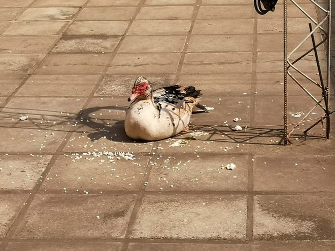 Dois são flagrados roubando aves. Pato resgatado segue ‘preso’ em delegacia do Paraguai