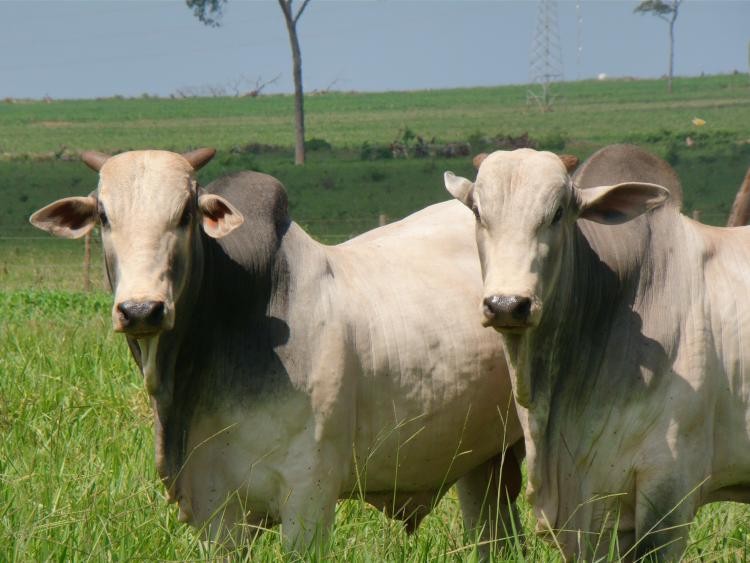 Gestão e estratégia são essenciais para aumento da produtividade
