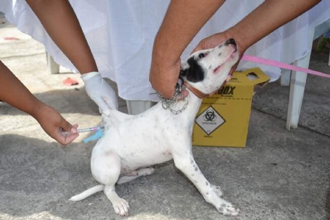 Vacinação antirrábica acontecerá na sexta em Ponta Porã