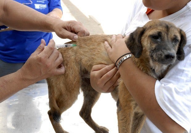 Hoje tem vacinação antirrábica em Ponta Porã