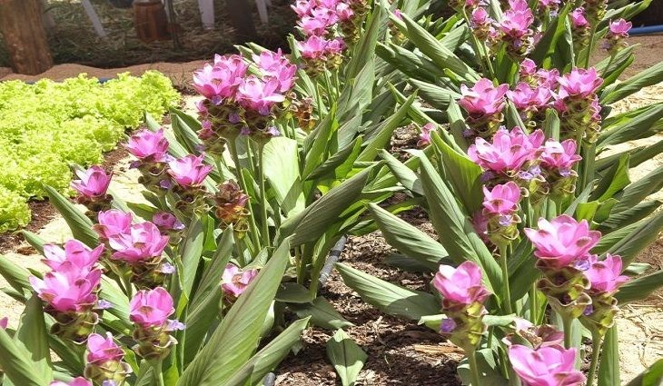 Pesquisa mostra diferença de até 500% em flores e velas