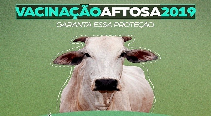 Começa a 2ª etapa da campanha de vacinação contra febre aftosa