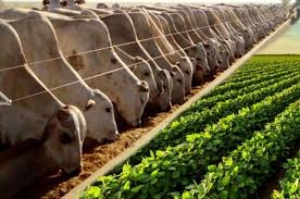Agropecuária neutralizará o carbono antes de 2050