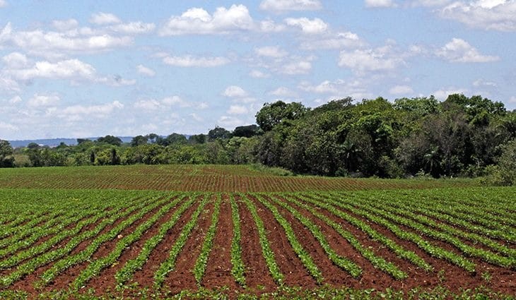 Plantio da soja se aproxima do final e confirma expectativa de área maior nesse ano