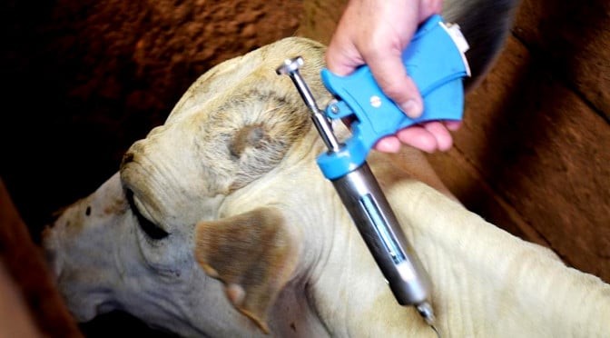 Vacinação contra febre aftosa precisa ser registrada no site da Iagro