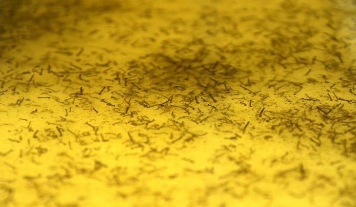 Biofábrica contabiliza mais de 23 milhões de mosquitos soltos com a Wolbachia
