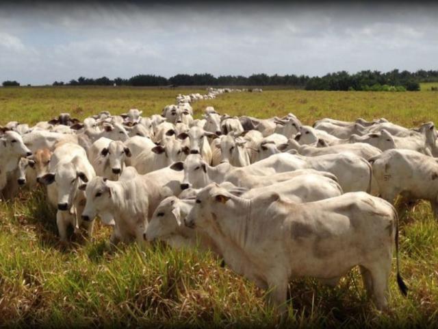 CNA mostra impactos da elevação dos custos da pecuária